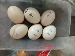 Fertile Eggs