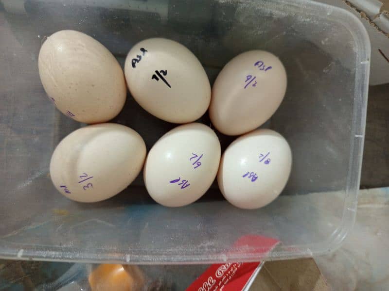 Fertile Eggs 0