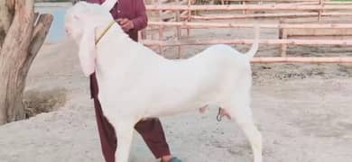 "Healthy Gulabi Goat for Sale - call me 03433066498