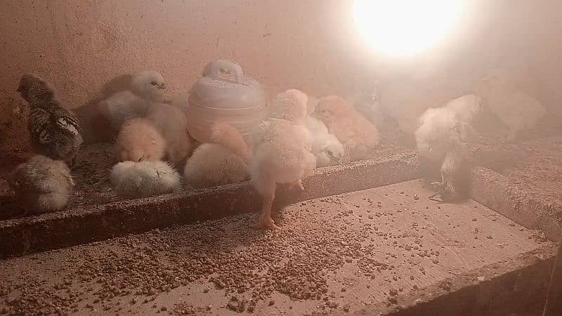 silkie , polish , bantam , buff chicks for sale 0