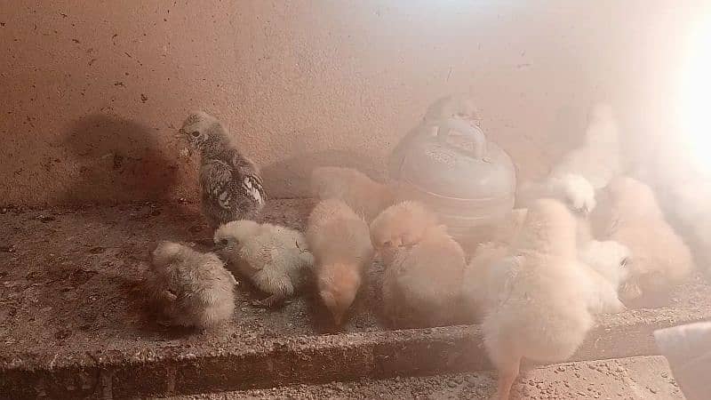 silkie , polish , bantam , buff chicks for sale 1