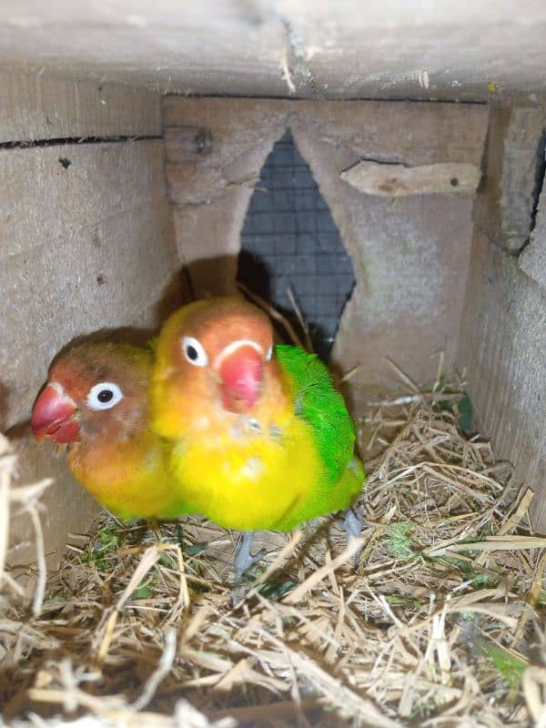 5Green Fisher Breeder pair 1 Lutino pasonata red eyes breeder pair for 2