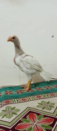 heera aseel chicks