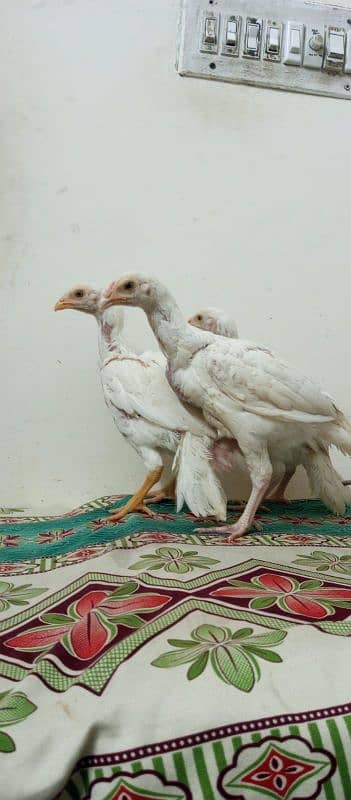 heera aseel chicks 2