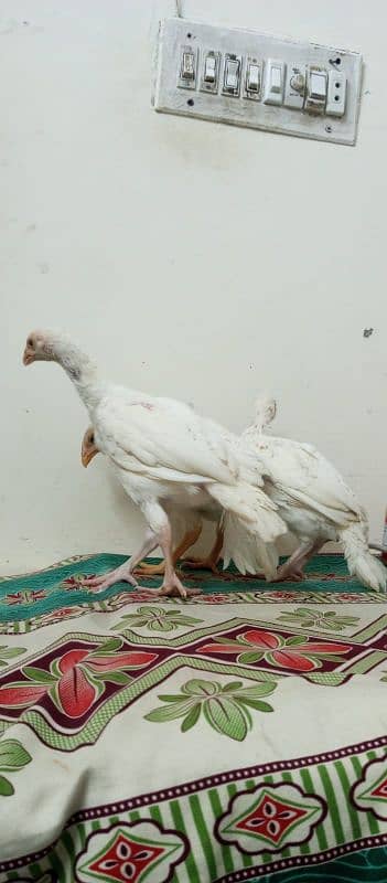 heera aseel chicks 3