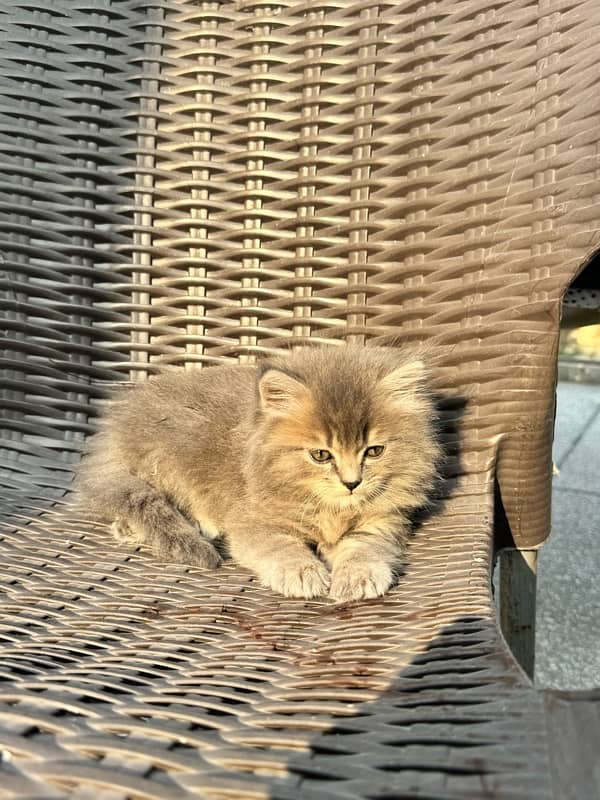 a male kitten . 57 days old 3