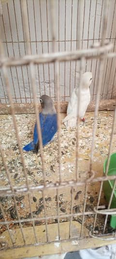 love birds pathy or breeder pieace available for sale