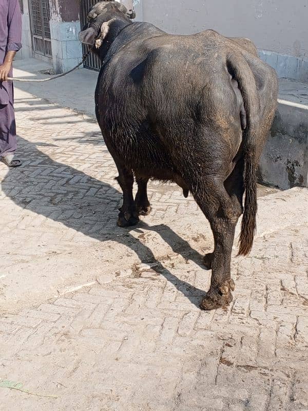 buffalo for sale 0