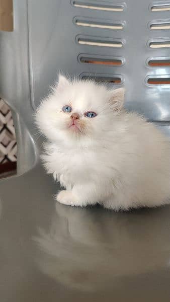 Persian kittens 7