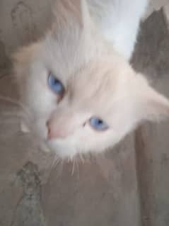 Male cat for sale Persian blue eyes