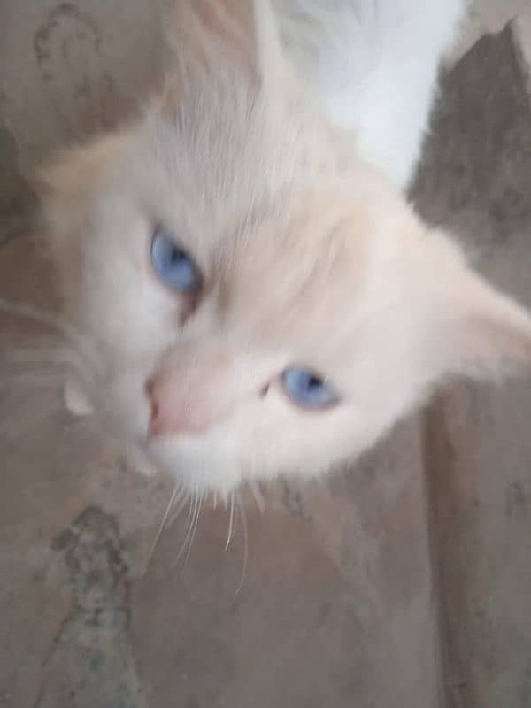 Male cat for sale Persian blue eyes 0