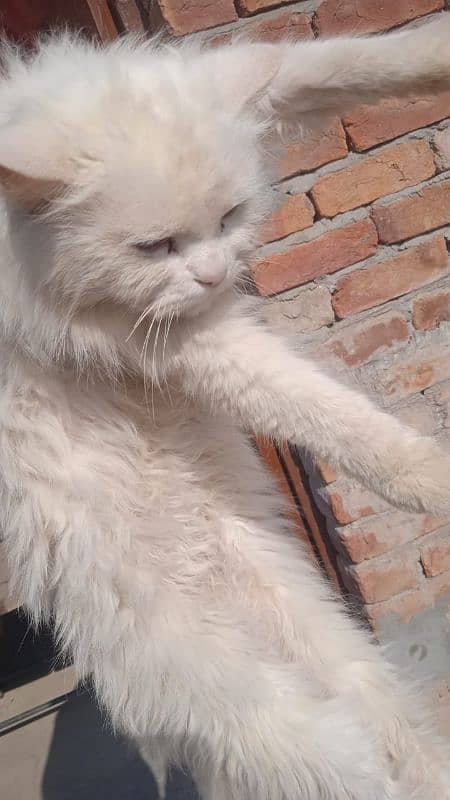 Male cat for sale Persian blue eyes 1