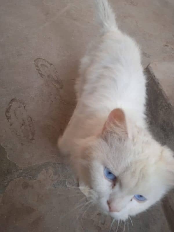 Male cat for sale Persian blue eyes 2