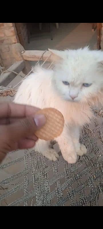 Male cat for sale Persian blue eyes 3