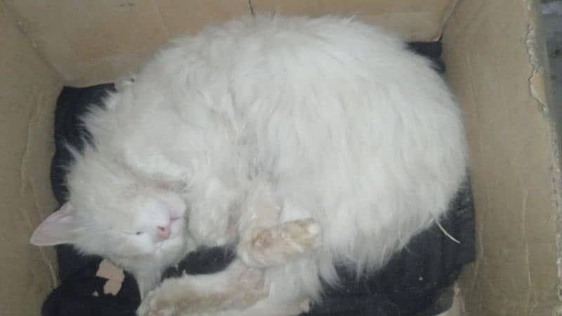 Male cat for sale Persian blue eyes 4