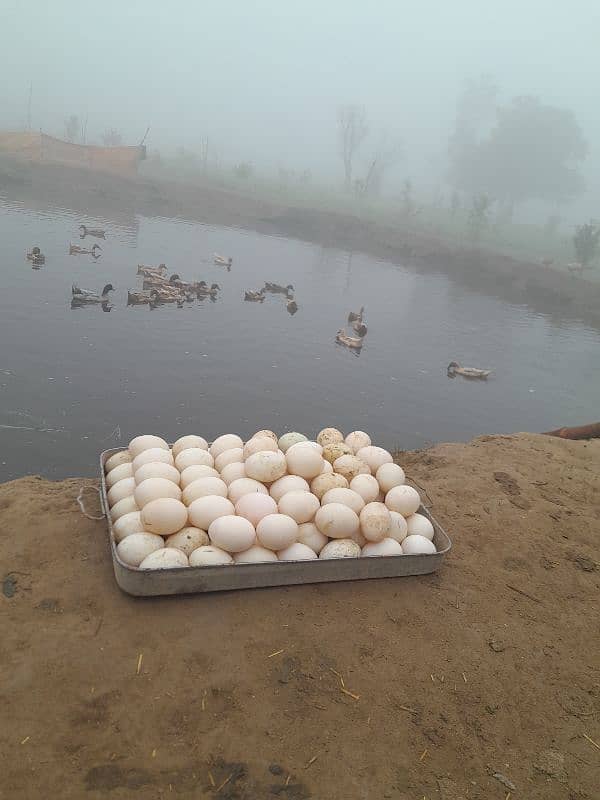 khaki cambell duck Eggs For Seale  what's App 0311 422 3938 2