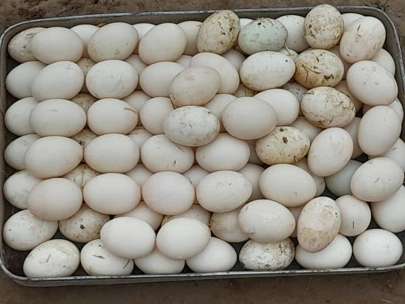 khaki cambell duck Eggs For Seale  what's App 0311 422 3938 3