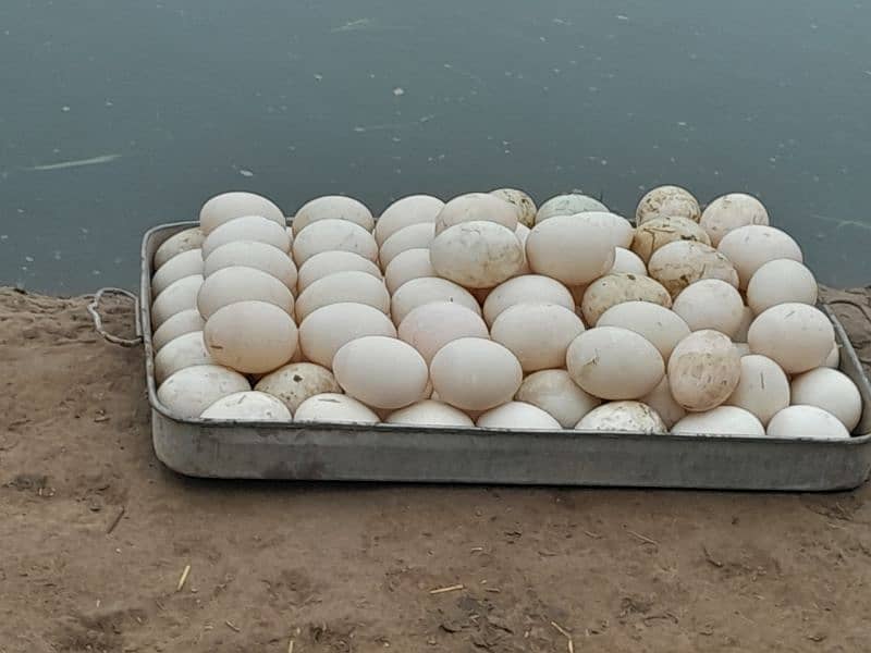 khaki cambell duck Eggs For Seale  what's App 0311 422 3938 4