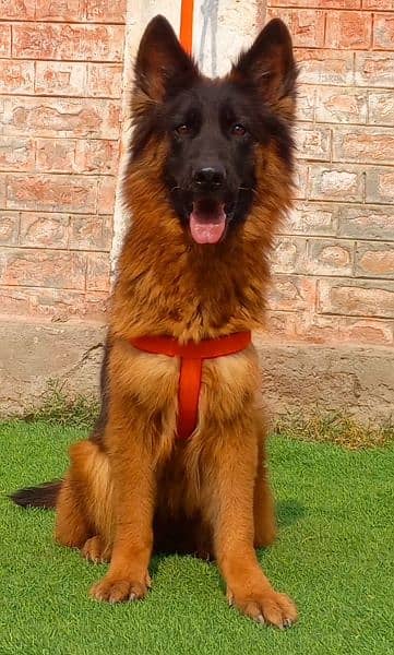 propar long cute gsd feemail confirm breedar age 14 2