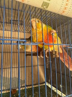 conure pair