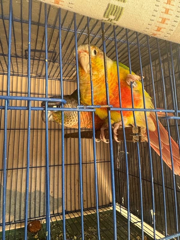 conure pair 0