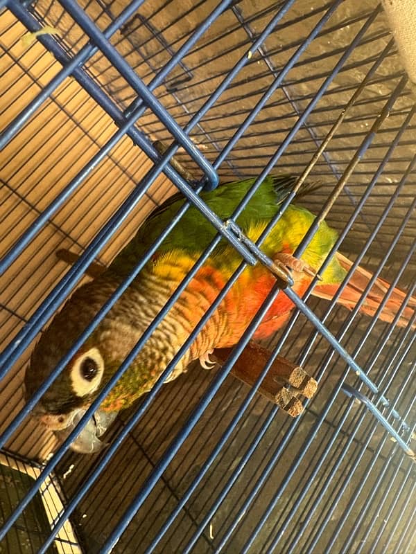 conure pair 1