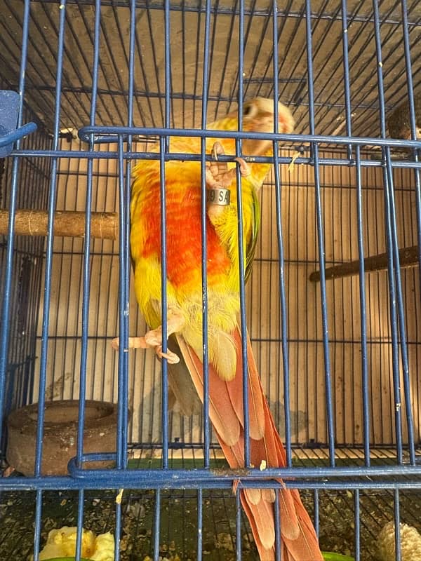 conure pair 2