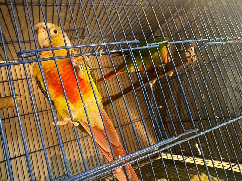 conure pair 3