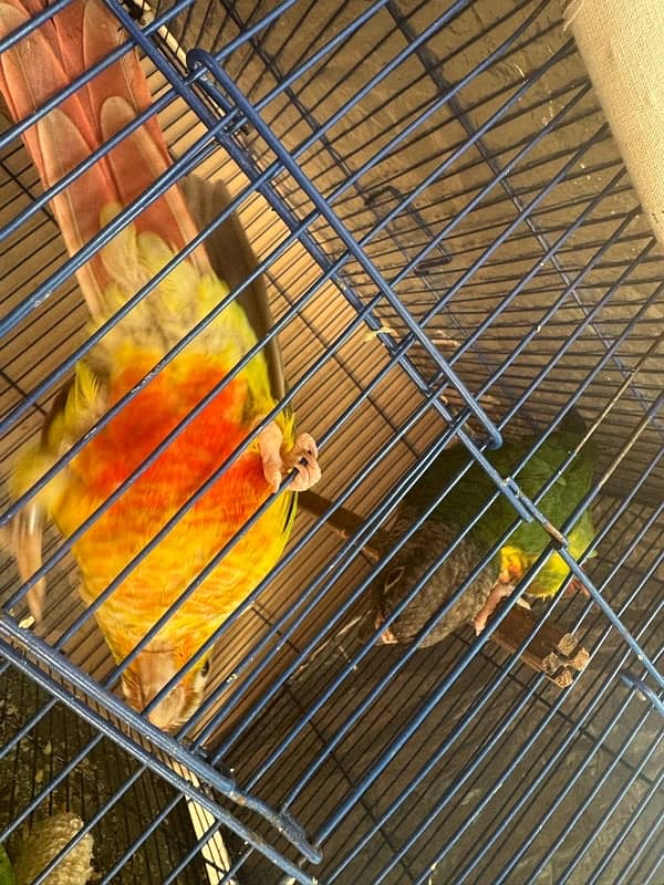 conure pair 5