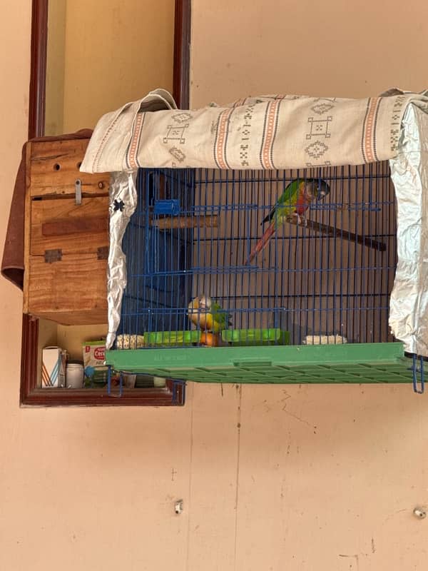 conure pair 6