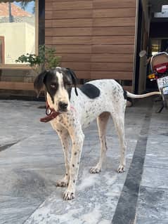 pointer dog female