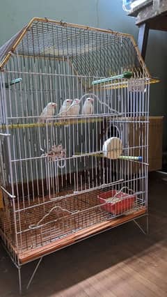 WHITE JAVA 2 BONDED PAIRS WITH CAGE DEAL!