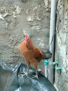 Healthy 8-Month-Old Golden Misri Rooster – Active & Crowing