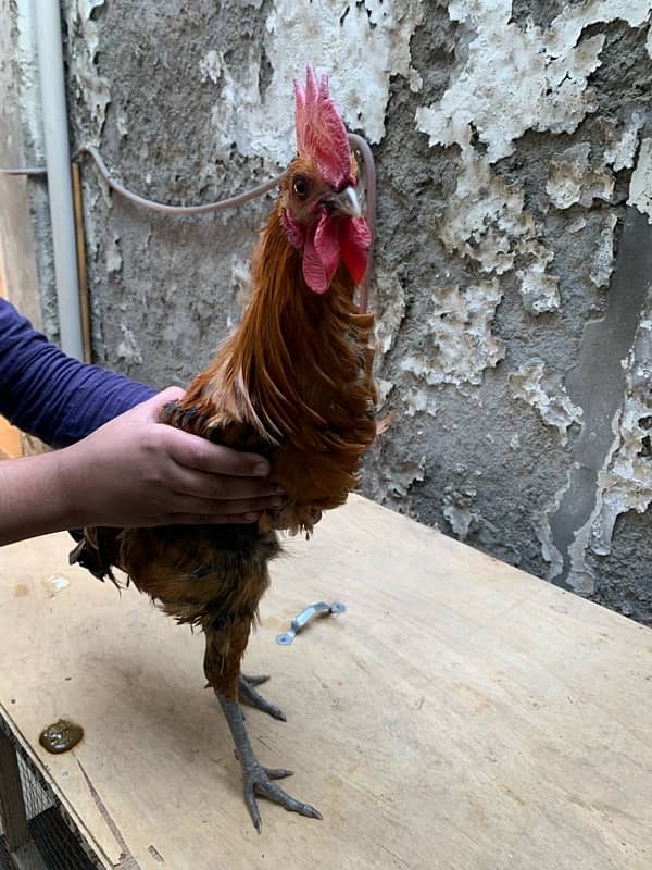 Healthy 8-Month-Old Golden Misri Rooster – Active & Crowing 1