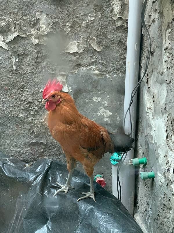 Healthy 8-Month-Old Golden Misri Rooster – Active & Crowing 2