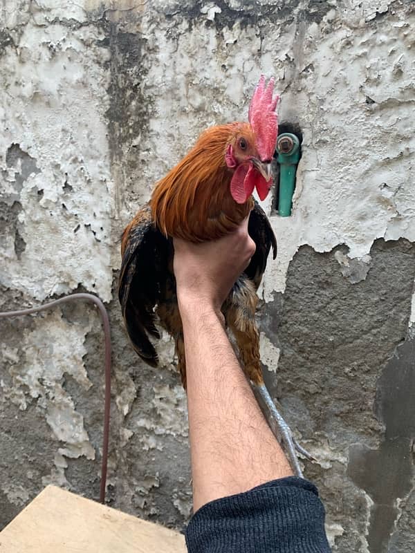 Healthy 8-Month-Old Golden Misri Rooster – Active & Crowing 3