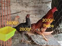 Chickens For Sale