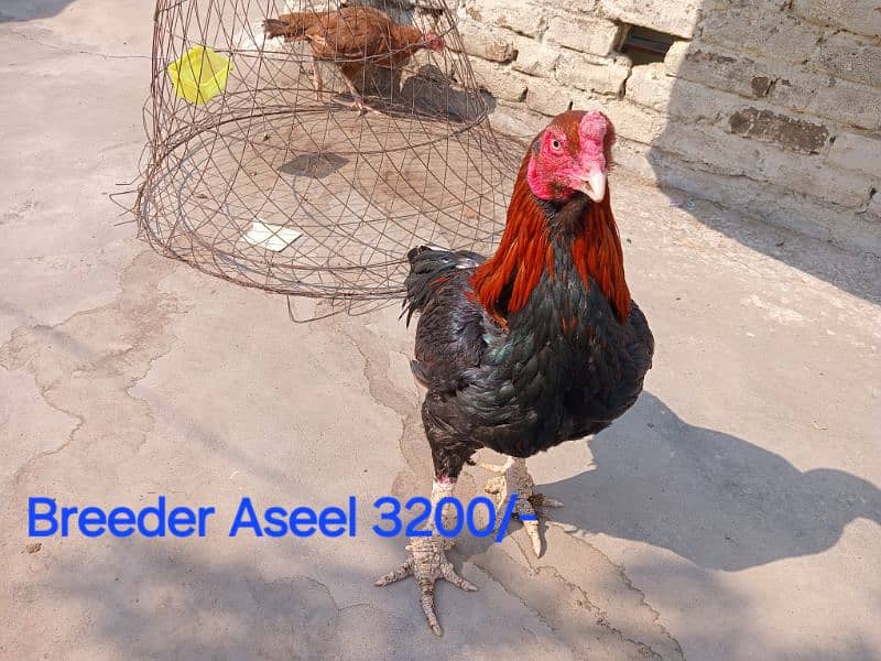 Chickens For Sale 3