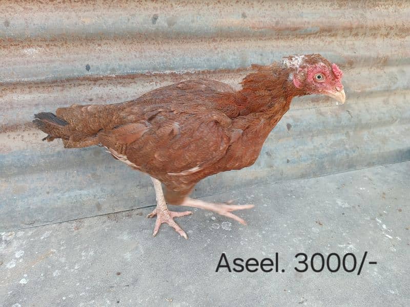 Chickens For Sale 5