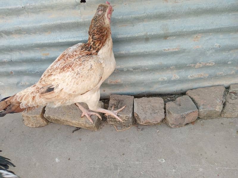 Chickens For Sale 6