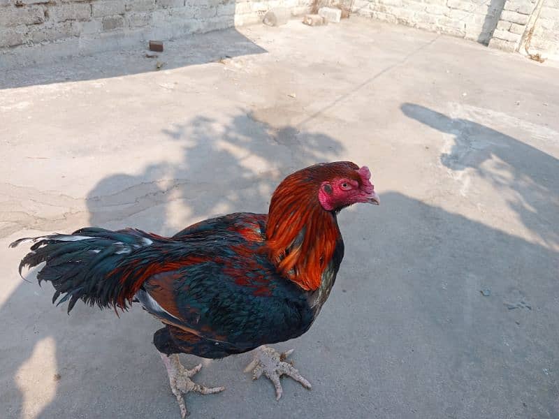 Chickens For Sale 7