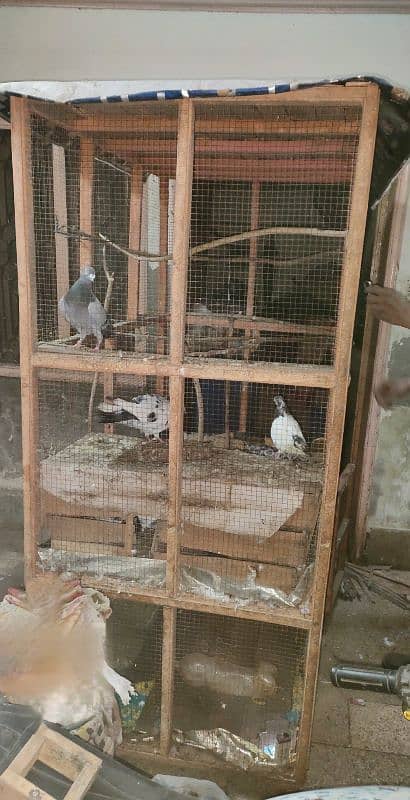 *URGENT SALE*. Pigeon & Hen double Compartment Cage 6