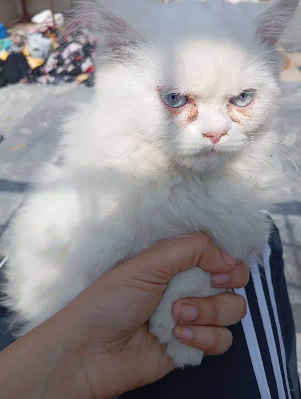 3month old female kitten triple coated 3