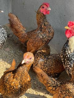 Golden Sebright and white Polish hens for sale