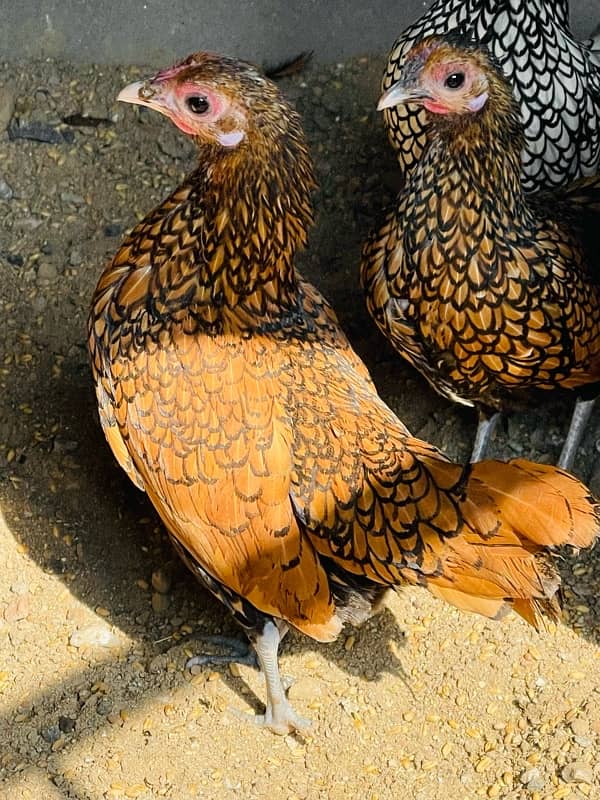 Golden Sebright and white Polish hens for sale 1