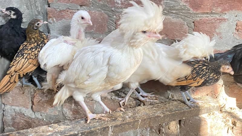 Golden Sebright and white Polish hens for sale 2