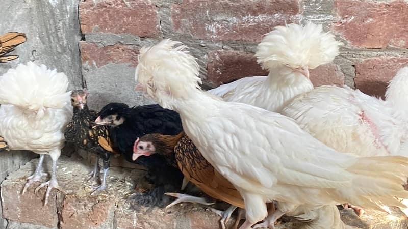 Golden Sebright and white Polish hens for sale 3