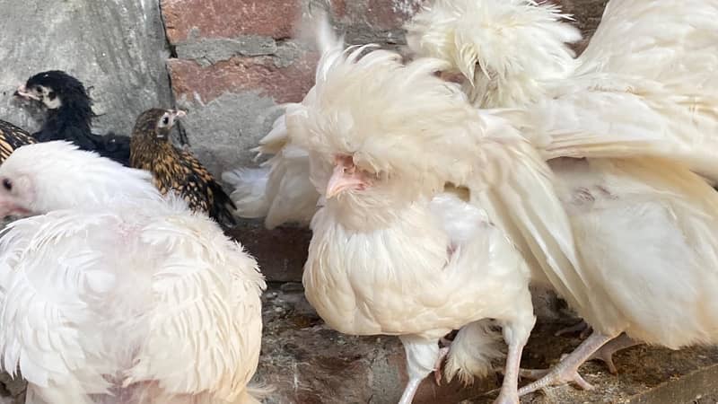 Golden Sebright and white Polish hens for sale 4