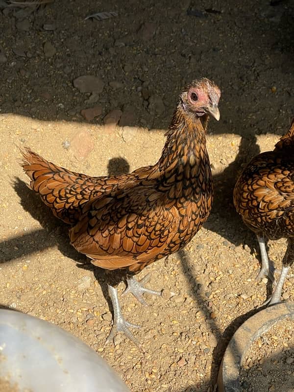 Golden Sebright and white Polish hens for sale 6