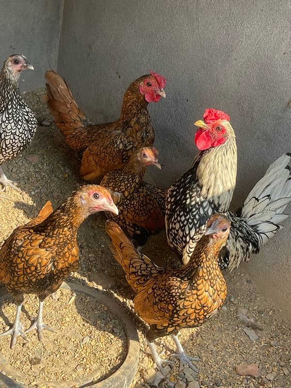 Golden Sebright and white Polish hens for sale 7